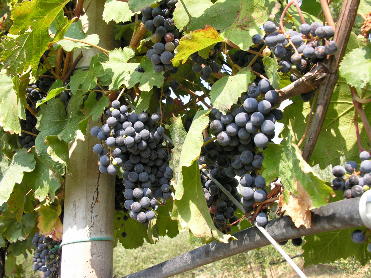 Vino metodo classico biologico Castelvetro