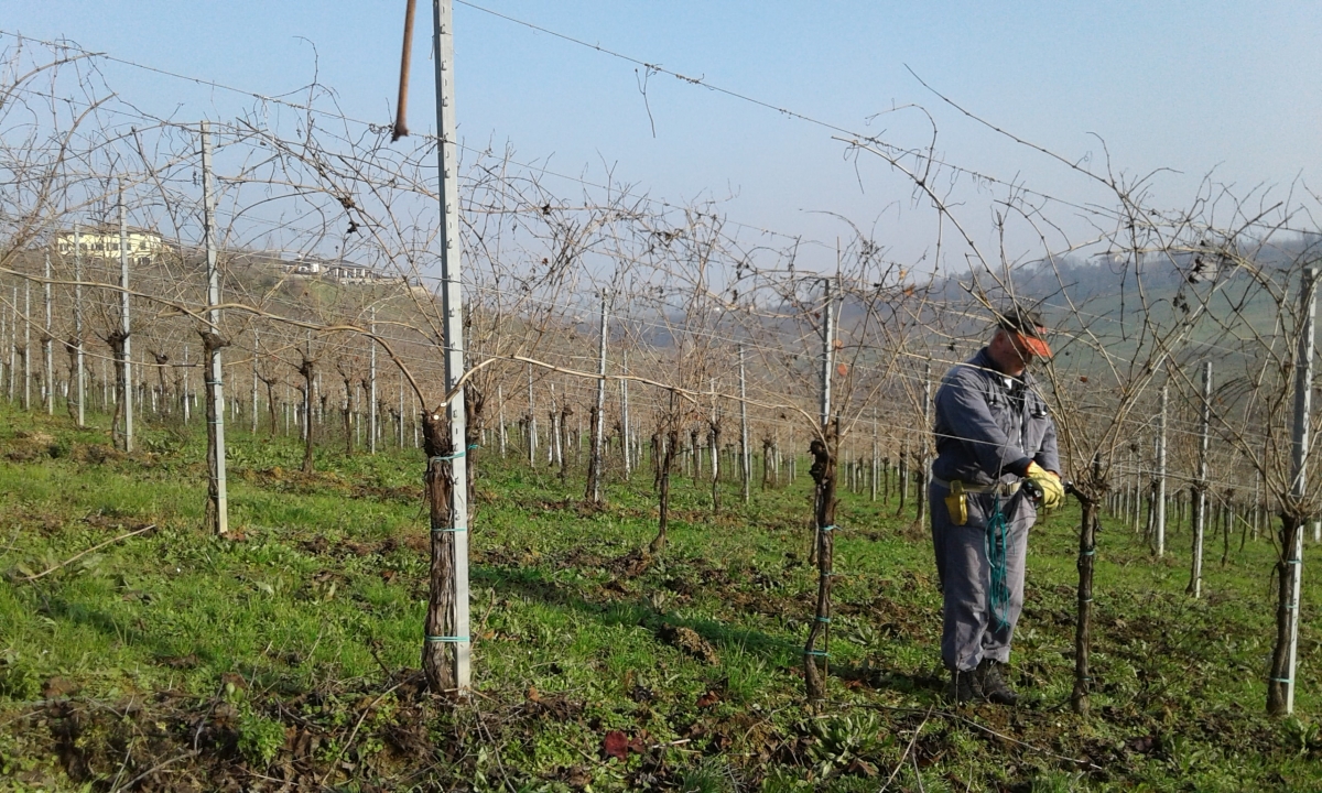 Cantine di nicchia Modena