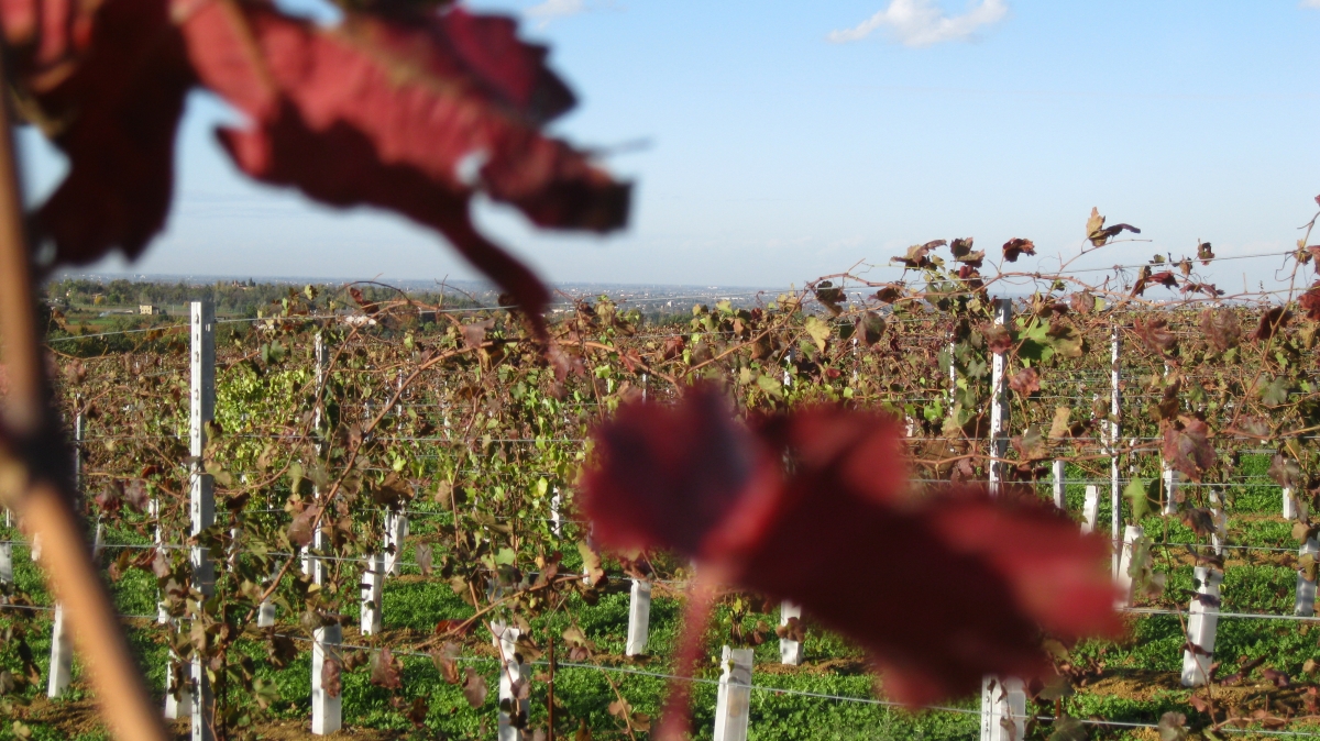 vino con fondo metodo ancestrale biologico modena
